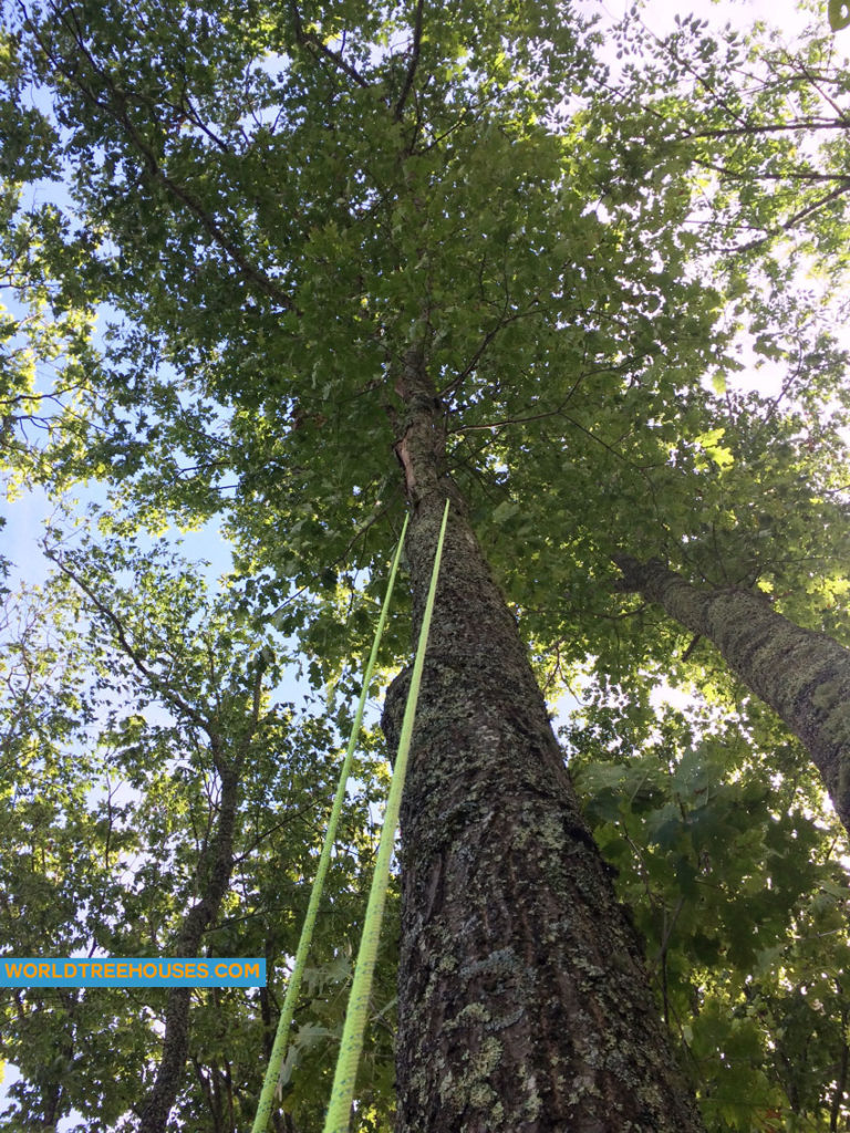 WNC's tree house builders