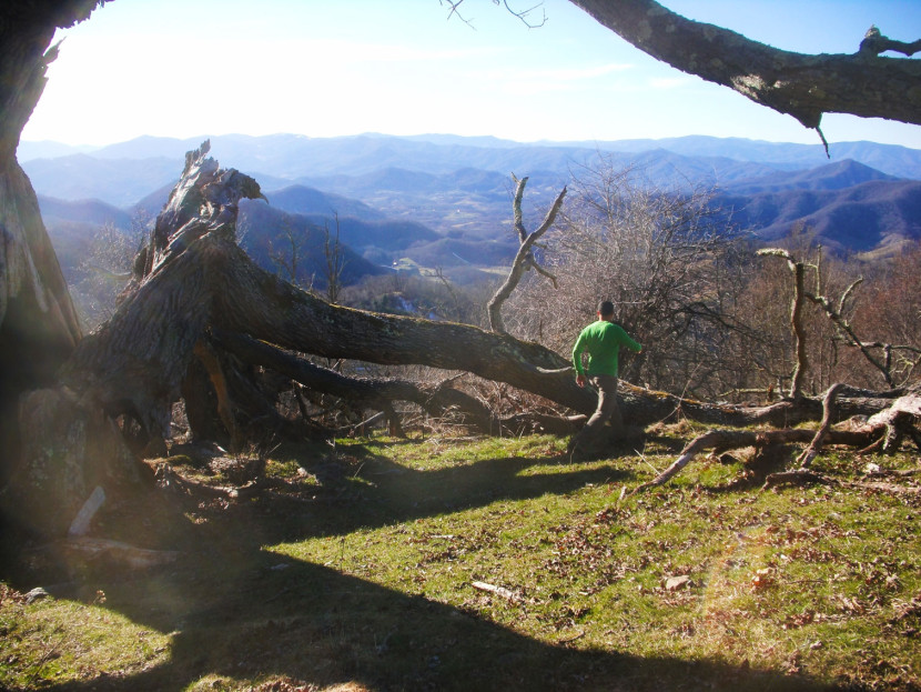 Adam Laufer white oak World Treehouses