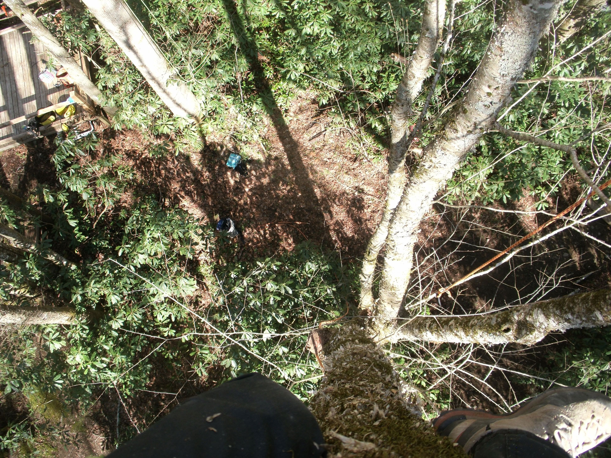 “More than a generic treehouse…”