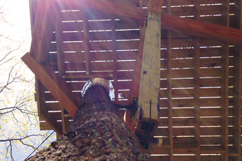 brevard treehouse world treehouses