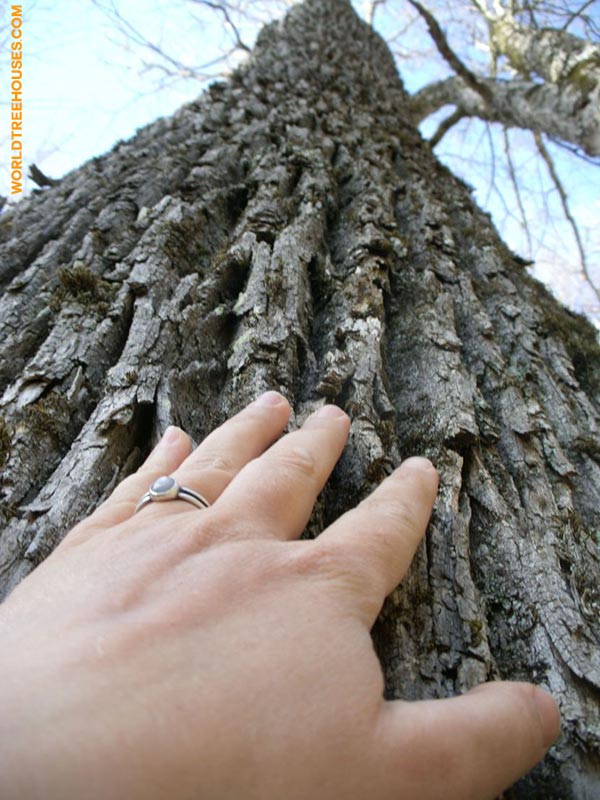 asheville-treehouse-worldtreehouses-copyrighted