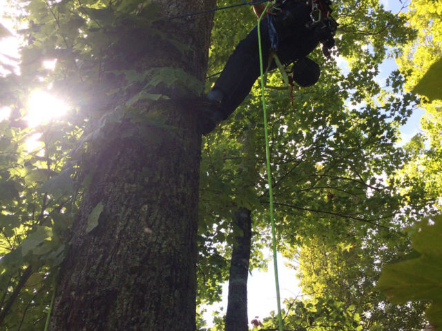 Western NC treehouse builder : Hanging in a Tree