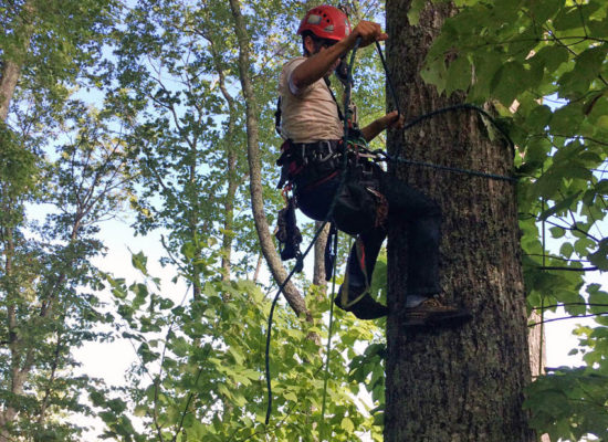 adam-laufer-world-treehouse-tennessee-treehouse