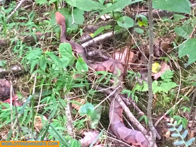 WNC treehouse builders: Site visit from a copperhead snake!
