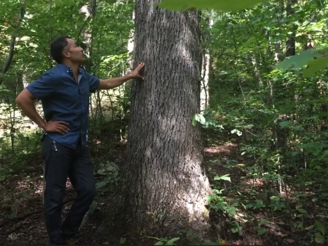 WNC Treehouse Builder : Picking trees to support your treehouse part 2